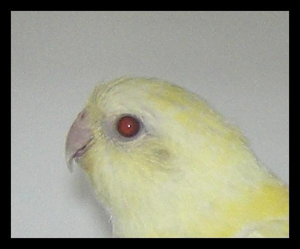 femelle lutino.jpg